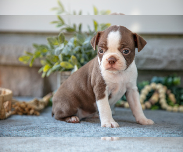 Medium Photo #12 Boston Terrier Puppy For Sale in NAPPANEE, IN, USA