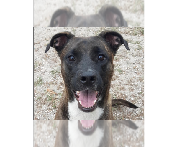 Medium Photo #5 - Mix Puppy For Sale in Tampa, FL, USA