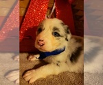 Small Photo #3 Australian Shepherd Puppy For Sale in JEFFERSON CITY, MO, USA