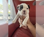 Puppy Tank Faux Frenchbo Bulldog