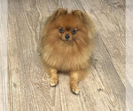 Small Pomeranian
