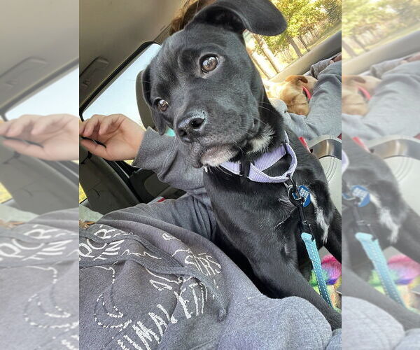 Medium Photo #2 American Pit Bull Terrier-Labrador Retriever Mix Puppy For Sale in Plymouth, MN, USA