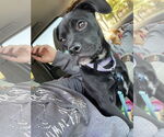 Small #1 American Pit Bull Terrier-Labrador Retriever Mix