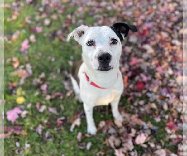 Medium Photo #7 Mutt Puppy For Sale in Canton, CT, USA