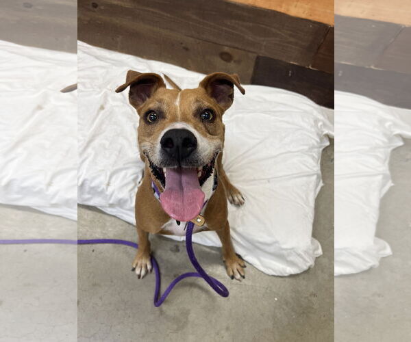 Medium Photo #8 American Pit Bull Terrier-Unknown Mix Puppy For Sale in Rockaway, NJ, USA