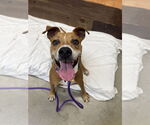 Small #7 American Pit Bull Terrier Mix