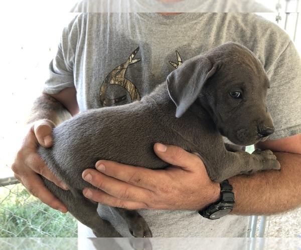 Medium Photo #8 Great Dane Puppy For Sale in DEVINE, TX, USA