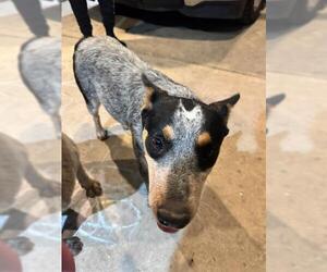 Mutt Dogs for adoption in San Antonio, TX, USA