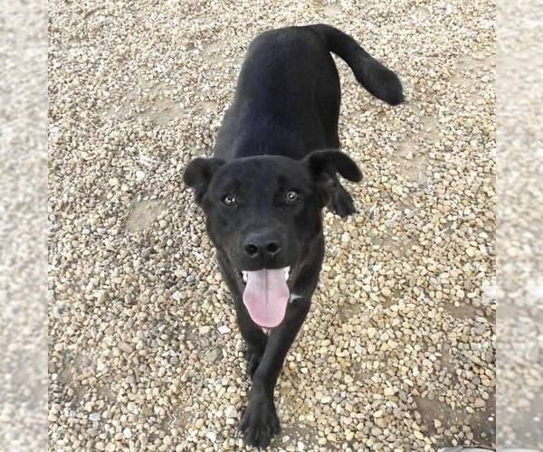 Medium Photo #6 Feist Terrier-Unknown Mix Puppy For Sale in Anniston, AL, USA