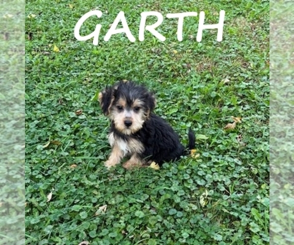 Medium Photo #3 YorkiePoo Puppy For Sale in HARTLAND, MN, USA