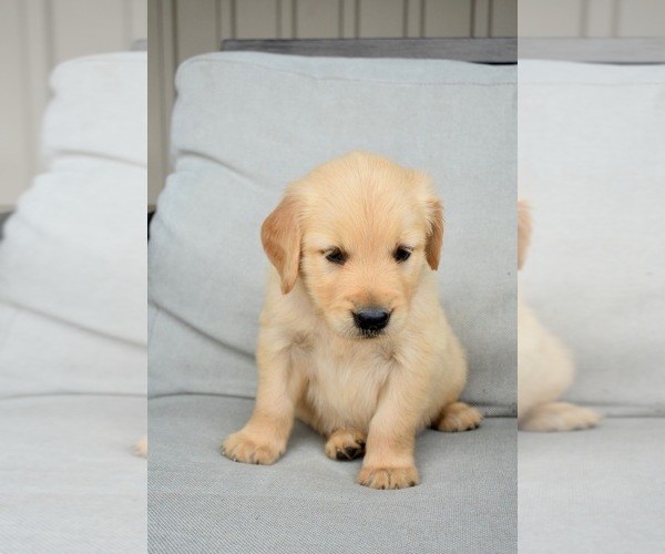Medium Photo #1 Golden Retriever Puppy For Sale in FORDLAND, MO, USA