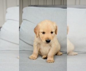 Golden Retriever Puppy for sale in FORDLAND, MO, USA