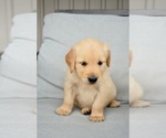 Image preview for Ad Listing. Nickname: Honey