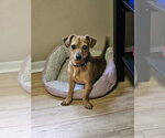 Small Chiweenie