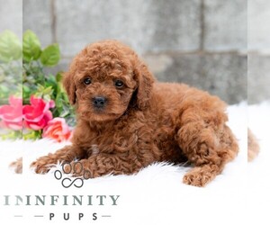 Cavapoo (Miniature) Puppy for sale in DORNSIFE, PA, USA