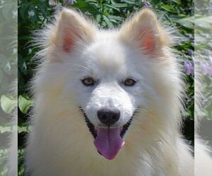 Huskies -Pomeranian Mix Dogs for adoption in Huntley, IL, USA