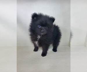 Pomeranian Puppy for sale in ELKHART, IN, USA