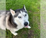 Small #1 Siberian Husky