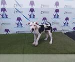 Small American Pit Bull Terrier Mix
