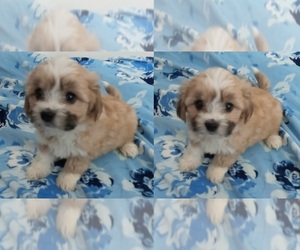 Havallon Puppy for sale in STATEN ISLAND, NY, USA