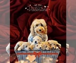 Small Photo #29 Goldendoodle (Miniature) Puppy For Sale in HALTOM CITY, TX, USA