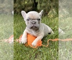 Small #3 French Bulldog