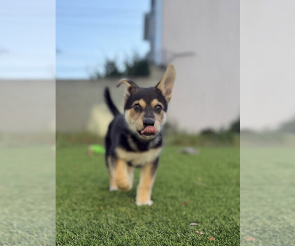 Medium Photo #15 Mutt Puppy For Sale in Pacifica, CA, USA