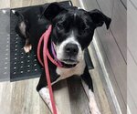 Small #1 American Pit Bull Terrier Mix