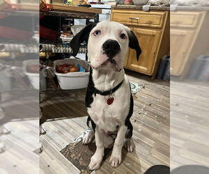 American Pit Bull Terrier Dogs for adoption in Ogden, UT, USA