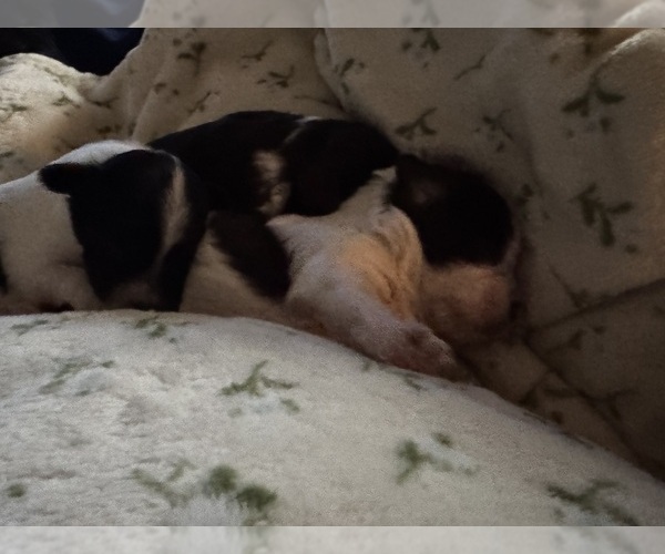 Medium Photo #8 Havanese Puppy For Sale in SATSUMA, FL, USA