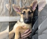 Small Photo #3 German Shepherd Dog Puppy For Sale in OSTRANDER, OH, USA