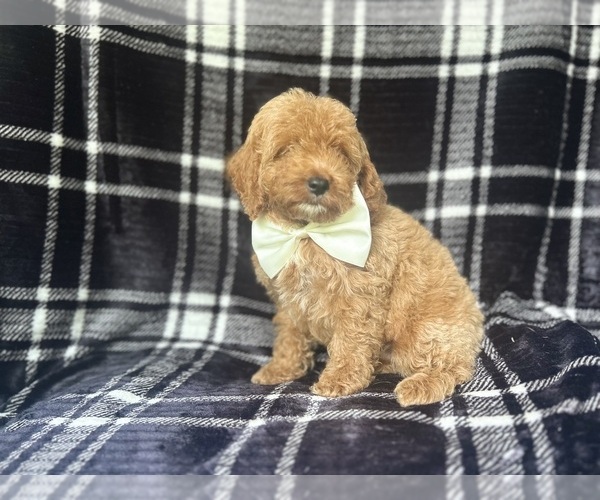 Medium Photo #7 Cock-A-Poo Puppy For Sale in LAKELAND, FL, USA