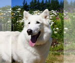 Small #12 German Shepherd Dog-Huskies  Mix