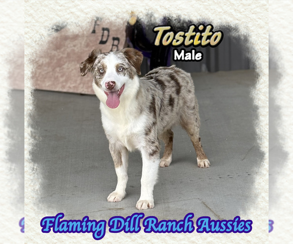 Medium Photo #1 Miniature Australian Shepherd Puppy For Sale in FORESTBURG, TX, USA