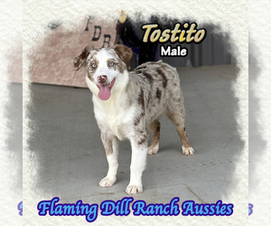 Miniature Australian Shepherd Puppy for sale in FORESTBURG, TX, USA