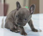 Puppy 7 French Bulldog