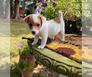 Jack Russell Terrier Puppy for sale in NASHVILLE, NC, USA