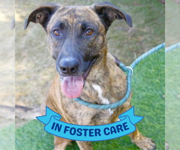 Medium Photo #5 Holland Shepherd-Unknown Mix Puppy For Sale in Tallahassee, FL, USA