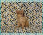 Small #2 Pomeranian