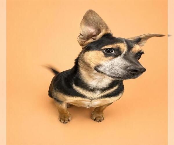 Medium Photo #1 German Shepherd Dog-Unknown Mix Puppy For Sale in HESPERIA, CA, USA