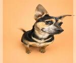 Small German Shepherd Dog Mix