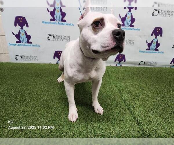 Medium Photo #1 American Pit Bull Terrier Puppy For Sale in Orlando, FL, USA