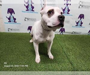 Medium American Pit Bull Terrier