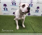 Small American Pit Bull Terrier
