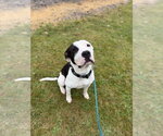 Small #7 American Staffordshire Terrier