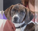 Small #1 Beagle-Pointer Mix