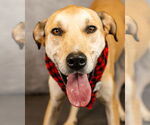 Small #6 Catahoula Leopard Dog-Great Pyrenees Mix