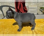 Puppy Puppy 2 French Bulldog
