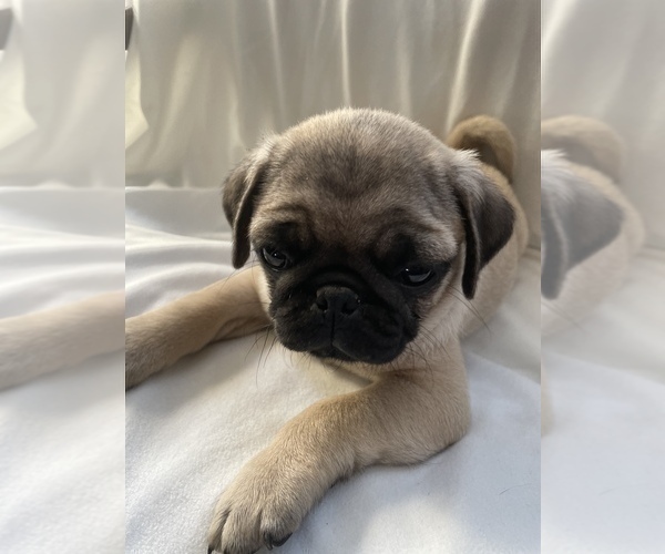 Medium Photo #5 Pug Puppy For Sale in ISLANDTON, SC, USA