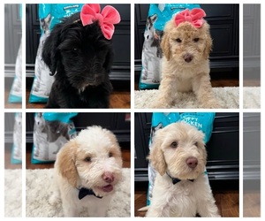 Sheepadoodle Puppy for sale in LA VERNE, CA, USA